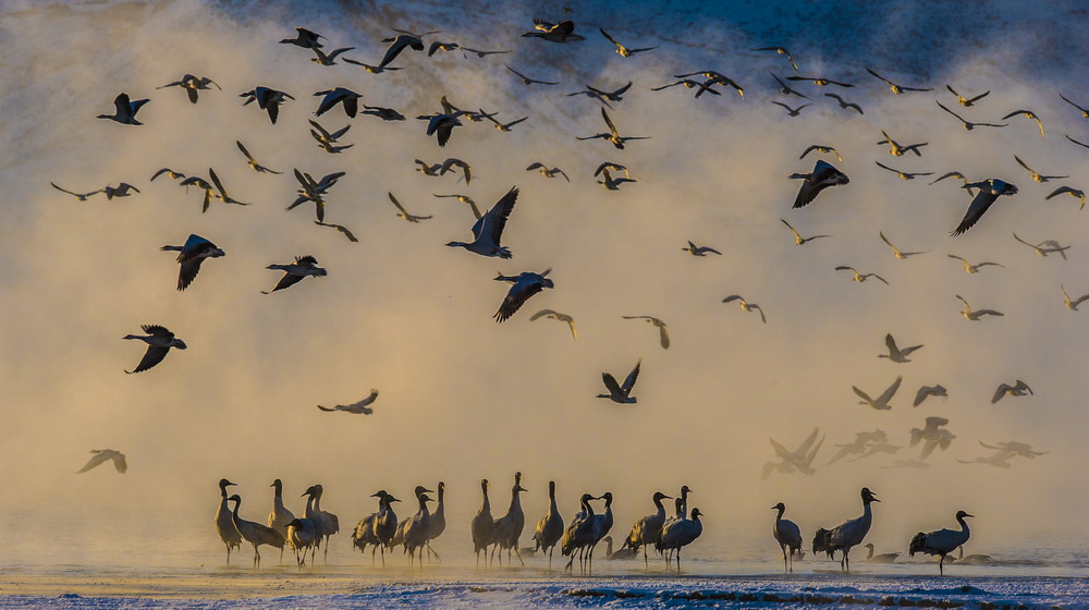 拉萨市林周县内飞翔的黑颈鹤。普布扎西 摄.jpg