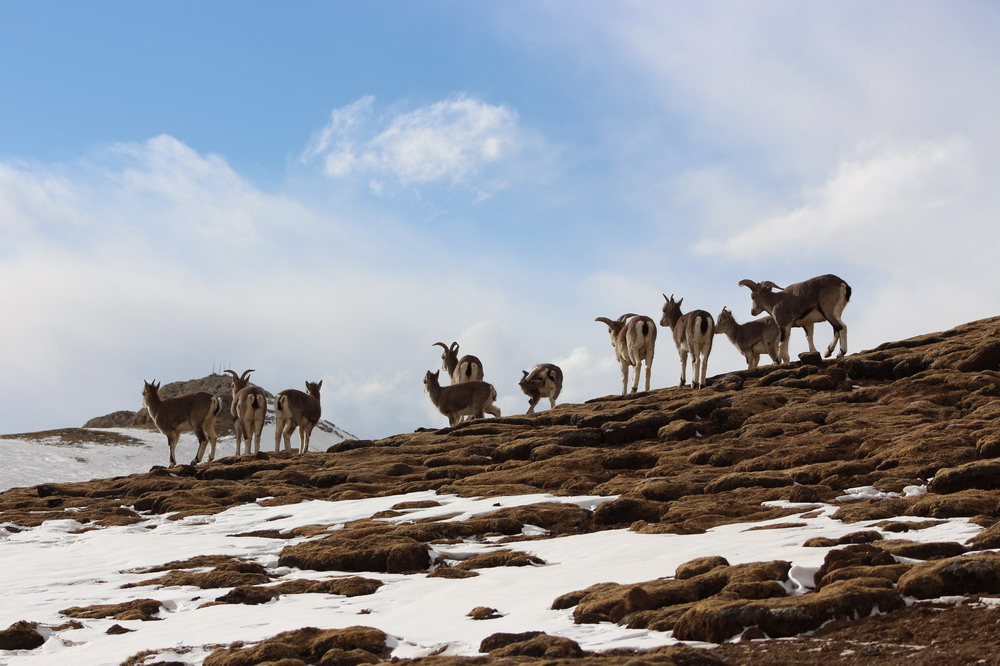冬季的岩羊群。益西伦珠 摄.jpg